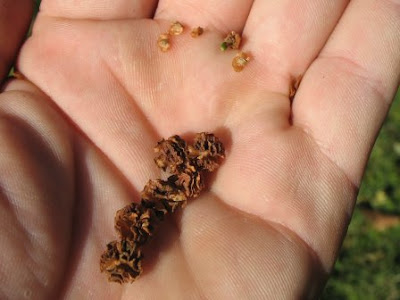 Port Orford Cedar cones and seeds