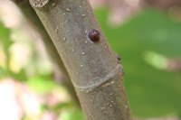 Scale insect on fig tree branch