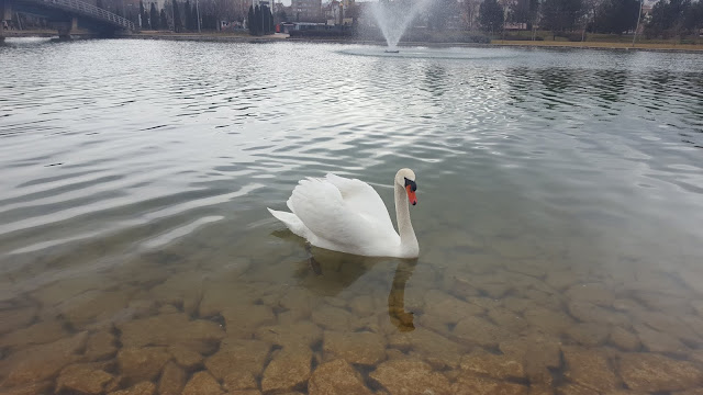 Eskişehir Kent Park'ta göllerde bulunan kuğular...