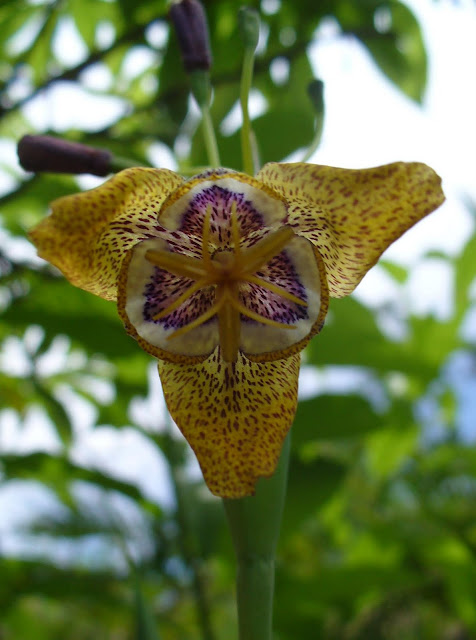 É uma flor fácil de cultivar, preferindo locais com sol ou semi-sombra. A melhor época para plantar é no início da primavera, para florescer com a chegada do verão. 