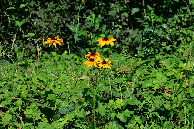 Rudbeckia hirta