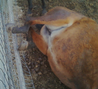 A cast horse with it's feet stuck against a fence