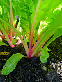 Peppermint Swiss Chard, using vegetables in an edible landscape