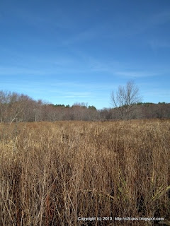 Landscape, 11/18/10 Great Meadows - Concord