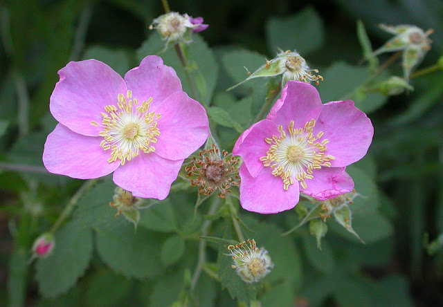 California Wild Rose