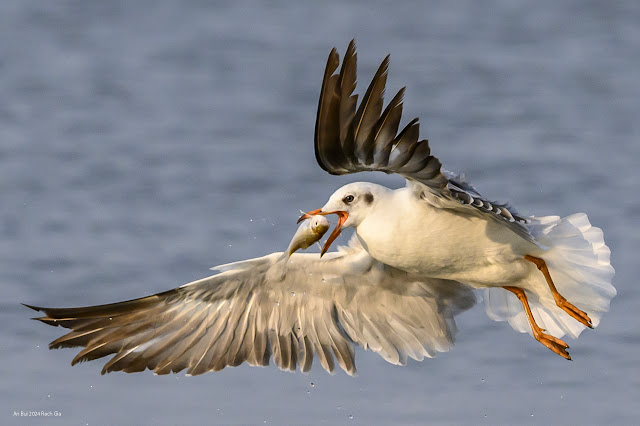 Black Headed Gull (Mòng biển đầu đen, Hải Âu Seagull) at Rach Gia Mar 2024