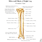 Fibula Neck Diagram