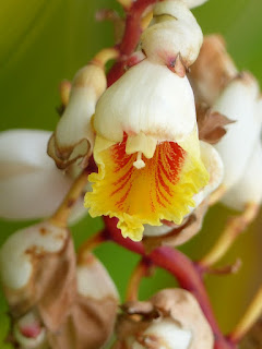 Larmes de la vierge - Gingembre coquille - Fleur coquillage - Alpinia zerumbet