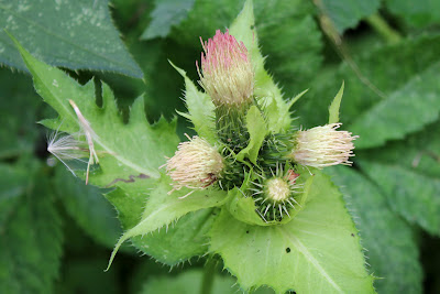 Moesdistel - Bleke Stikel - Cirsium oleraceum