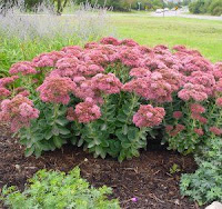 Autumn Joy Sedum Care3