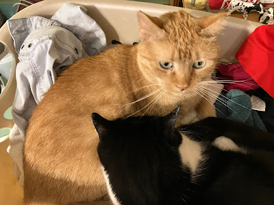 two cats in a laundry basket