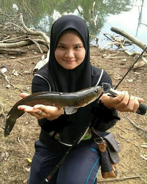 Foto Lady Angler Strike Ikan Bogo/Haruan Liar