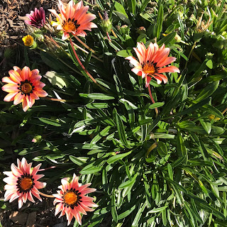 Beautiful salmon-pink gazania flowers on a mound of its leaves.
