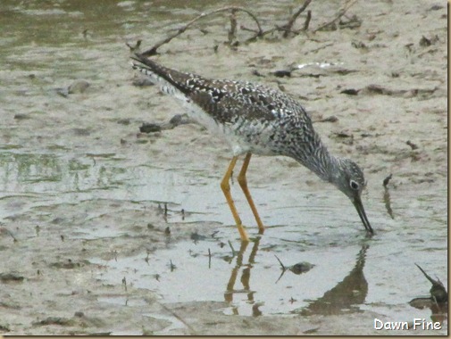 Padre Island birding_153