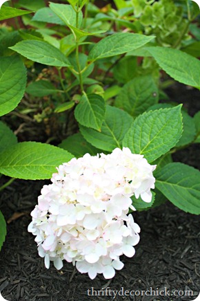 mophead hydrangea