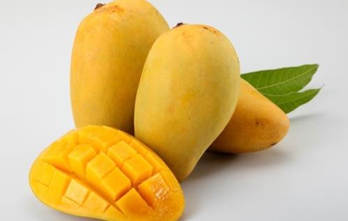 Mango Fruit For Health Benefits