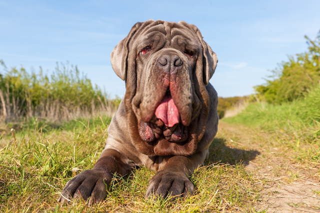 Neapolitan mastiff