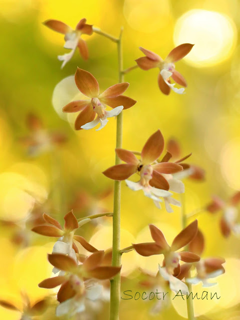 Calanthe discolor