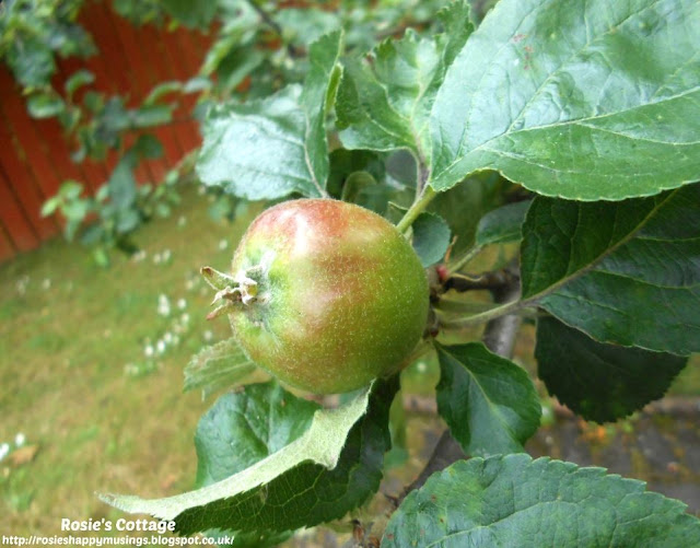 Changes In The Garden: This Years Apples Have Replaced The Apple Blossom... Let's Make Some Apple Crumble!