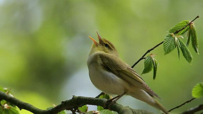 Mengapa Burung Bernyanyi? Alasannya Tak Terduga!