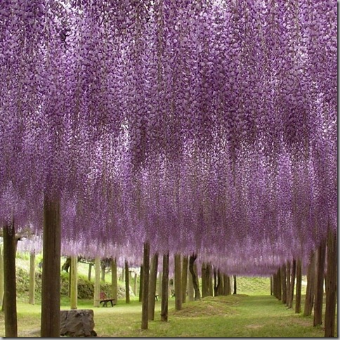 wisteria4