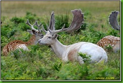 Bradgate Park - August