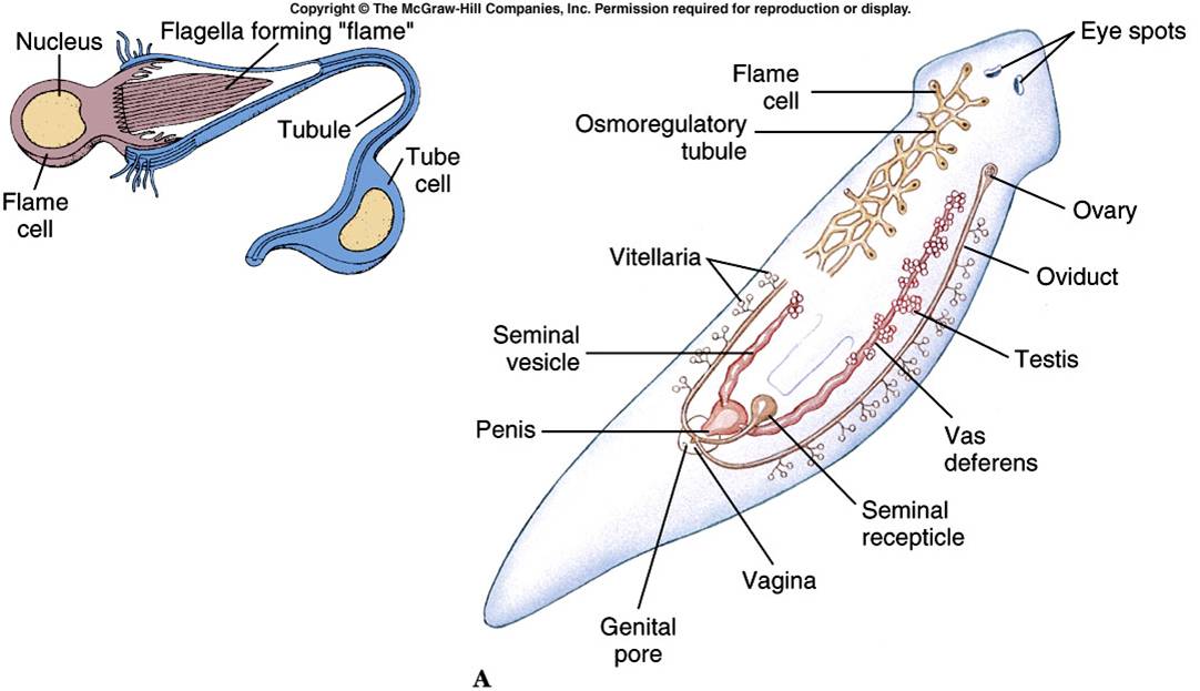 Contoh Hewan Invertebrata Nemathelminthes - JobsDB