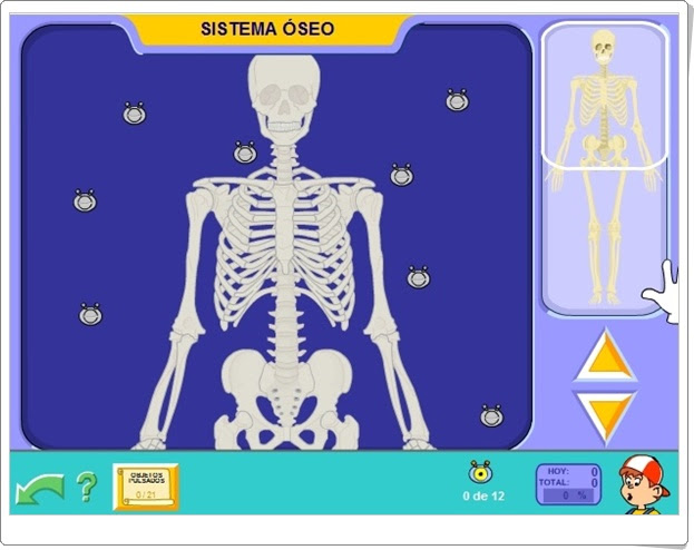 "Sistema óseo" (Ciencias Naturales de Primaria". Pipoclub. com.