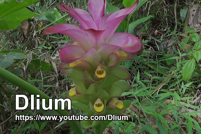 Dlium Zedoary (Curcuma zedoaria)