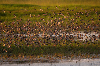 Wildlifefotografie Lippeaue Schwarm Stare Olaf Kerber