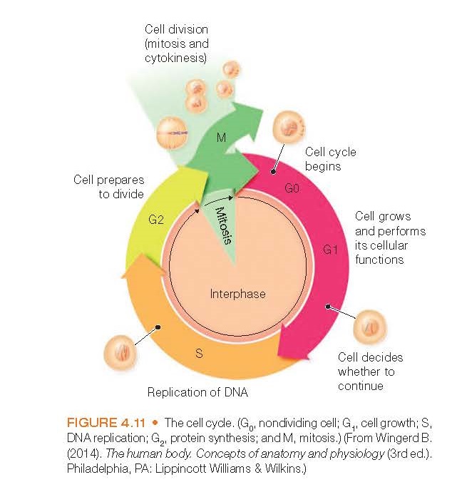 The cell cycle. (G0, nondividing cell; G1, cell growth; S, DNA replication; G2, protein synthesis; and M, mitosis.) (From Wingerd B. (2014). The human body. Concepts of anatomy and physiology (3rd ed.). Philadelphia, PA: Lippincott Williams & Wilkins.)