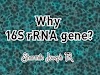 Why 16S rRNA gene?