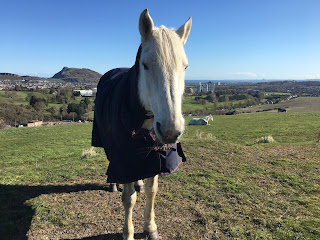 A white horse with Arthur's Seat in the background.