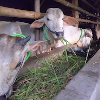 gambar peternakan sapi