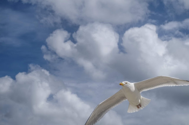 Möwe am Himmel über Juist