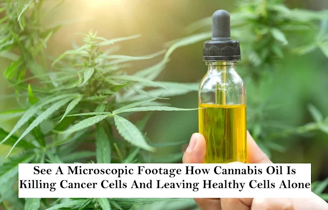 See A Microscopic Footage How Cannabis Oil Is Killing Cancer Cells And Leaving Healthy Cells Alone