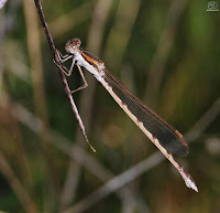 Caballito del diablo (Zygoptera)