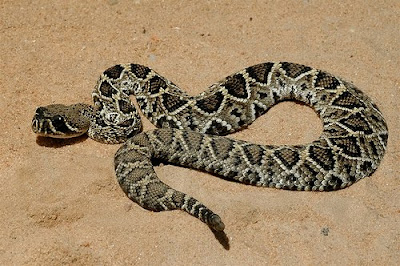 LSAT Blog Necessary Assumption Question Rattlesnake Folktale