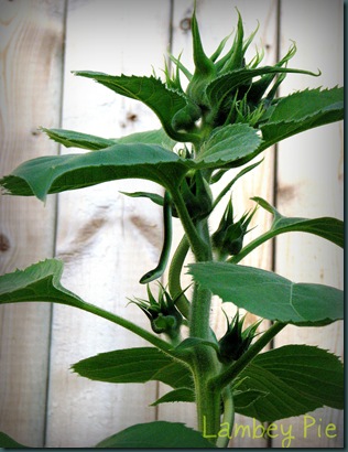 snake on sunflower wm.jpeg