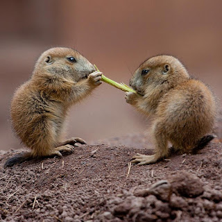 Prairie Dog Baby