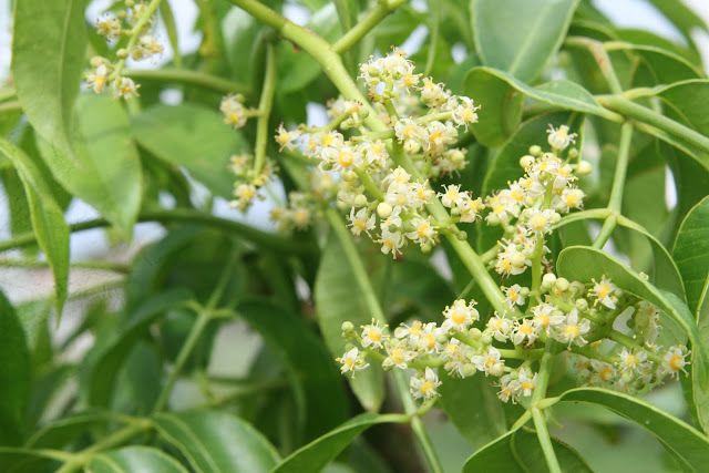 1-year old pomme cythere fruit tree in blossom