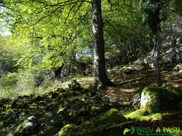 Bosque entre el Sienra y Peña Cebeo