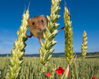 wheat peering Mouse