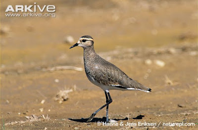 Sociable Lapwing