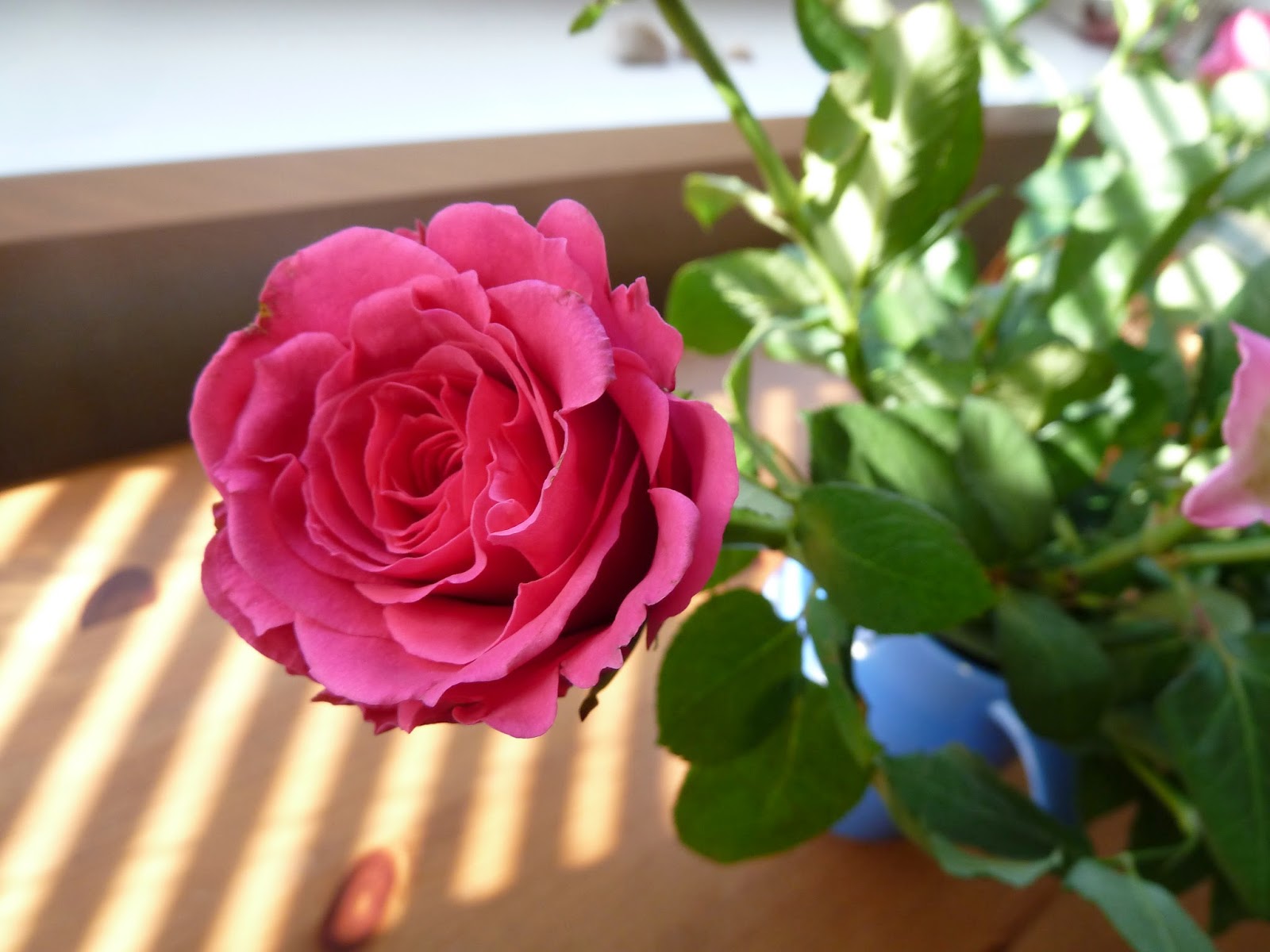 Frilly pink rose against stripes of light