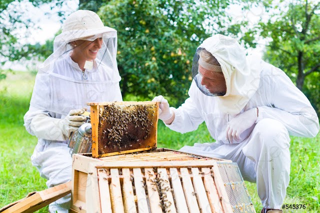 Apicultura intensiva vs apicultura extensiva. Manejo tradicional vs manejo moderno.