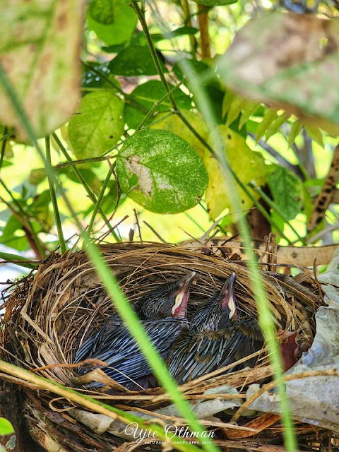 Mengintai anak burung