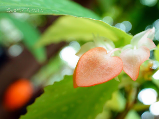 Begonia tuberhydbrida