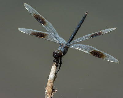 Four-Spotted Pennant, Brazoria NWR