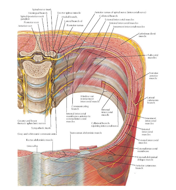 Thoracoabdominal Nerves Anatomy